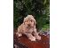 PoulaTo: Goldendoodle